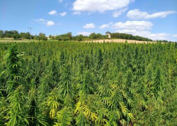 Henola – esmaklassiline tööstuslik kanep!