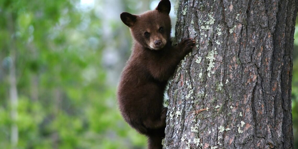 Valmis suurkiskjate kaitse ja ohjamise tegevuskava. Foto: Pixabay