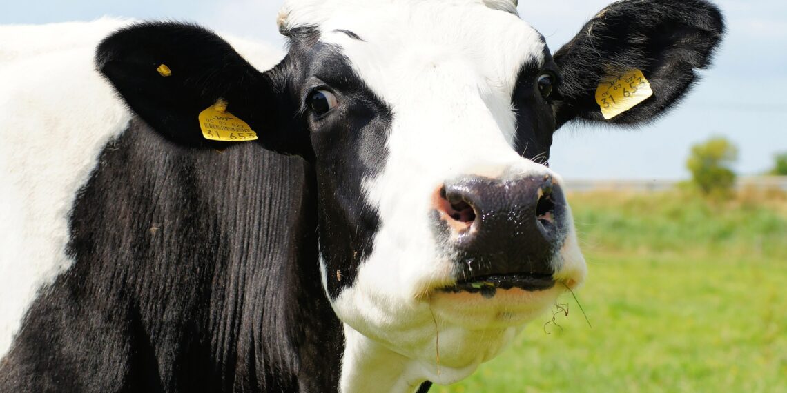 Eesti Põllumajandus-Kaubanduskoja Piimafoorum 2022 ja Aretuskonverents 2022 toimuvad aprillis Pärnus. Foto: Pixabay