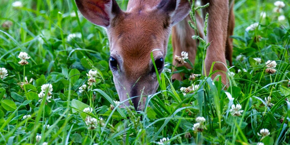 Segased lood süsinikukrediidi ja põllumajandusega. Foto: Shutterstock