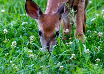 Segased lood süsinikukrediidi ja põllumajandusega. Foto: Shutterstock