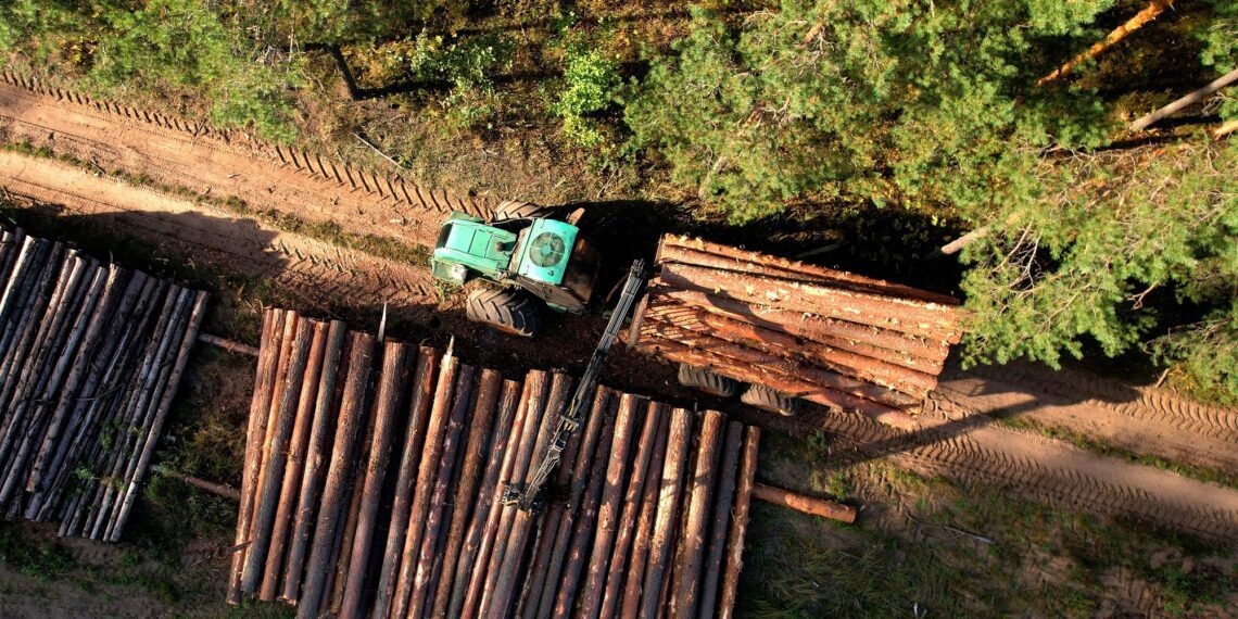 Puidu hinnad nagu Ameerika mäed: metsaomanikud on viimase kahe ja poole aasta jooksul näinud puidu hindade suurt kõikumist. Foto: Shutterstock