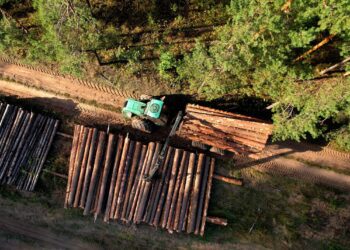 Puidu hinnad nagu Ameerika mäed: metsaomanikud on viimase kahe ja poole aasta jooksul näinud puidu hindade suurt kõikumist. Foto: Shutterstock