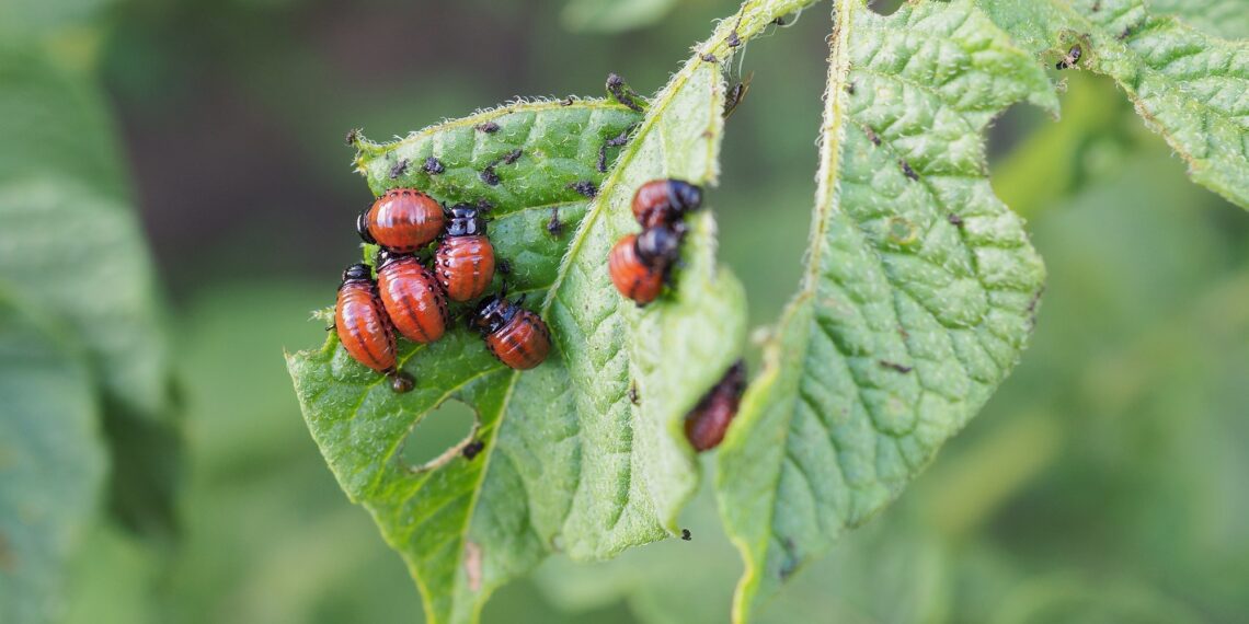 Kas ja kuidas tõrjuda putukaid, teab Euroopa Komisjon. Foto: Shutterstock