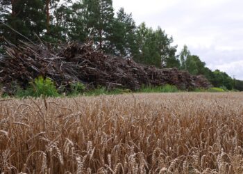 Sobilik aeg puhastada võsast põllumaad
