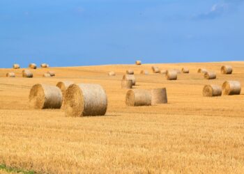 Uus Euroopa ühine põllumajanduspoliitika (ÜPP) puhul muutub nõuetele vastavuse süsteem hoopis tingimuslikkuse süsteemiks. Foto: Shutterstock