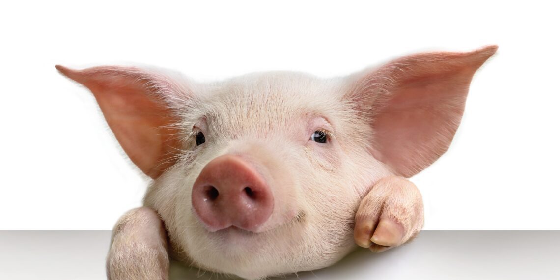 Seakasvatuses sabade lõikamisest loobumine nõuab kompleksset lähenemist. Foto: Shutterstock