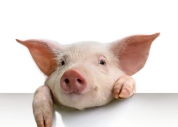 Seakasvatuses sabade lõikamisest loobumine nõuab kompleksset lähenemist. Foto: Shutterstock