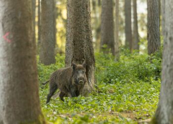 Sigade Aafrika katk ringleb Põlvamaal. Foto: Pixabay