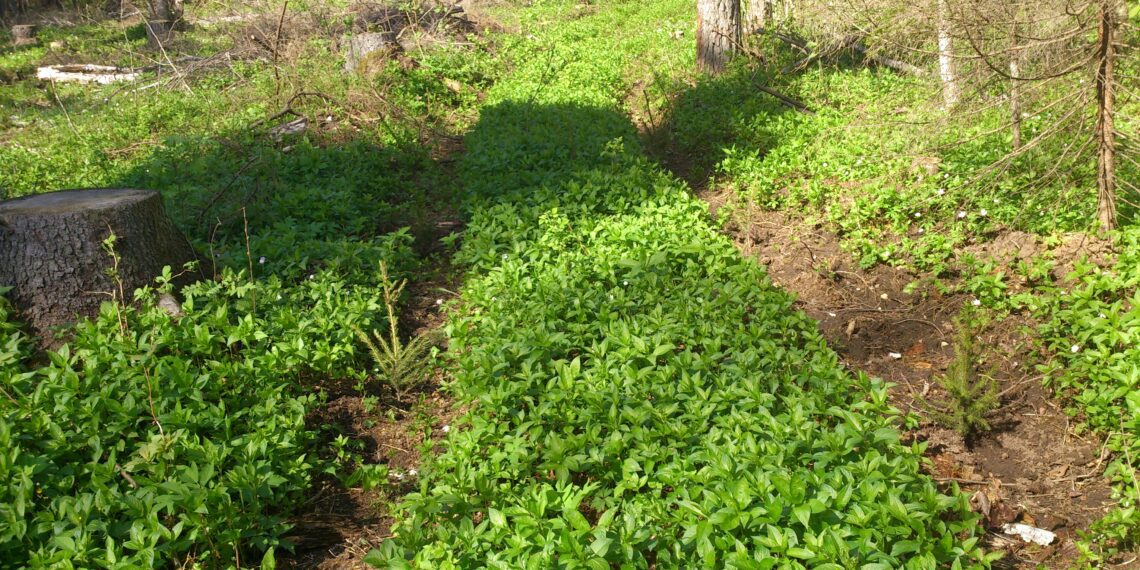 Käesoleva aasta kevadisel istutusperioodil on Eesti erametsadesse istutatud 16,3 miljonit metsataime. Koos sügisel istutatavate taimedega võib see number aasta lõpuks tõusta esmakordselt üle 17 miljoni. Pildil värskelt istutatud mets. Foto: Allar Luik