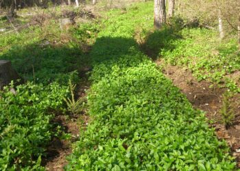 Käesoleva aasta kevadisel istutusperioodil on Eesti erametsadesse istutatud 16,3 miljonit metsataime. Koos sügisel istutatavate taimedega võib see number aasta lõpuks tõusta esmakordselt üle 17 miljoni. Pildil värskelt istutatud mets. Foto: Allar Luik