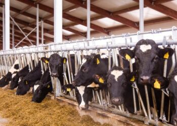 Kõo Põllumajandusettevõtted avasid Mangeni PM farmikompleksi Koksveres. Foto: Kõo Põllumajandusettevõtete grupp