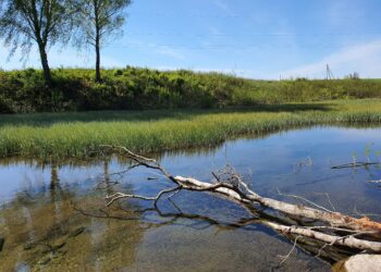 Teadlased Tallinna Tehnikaülikoolist ja geoloogiateenistusest: põhjavee kvaliteet mõjutab Pandivere jõgede seisundit. Vetiku Söeoru allikad. Foto: erakogu