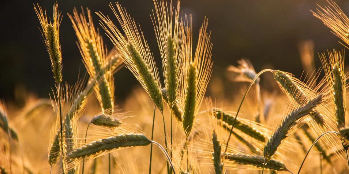 Põllumajandustoodangu väärtus tõusis 2021. a 13%, kuid kasvavate kulude tõttu vähenes põllumeeste teenitud tulu veerandi võrra. MESi uus laenumeede aitab põllumeestel leevendada ebasoodsatest ilmastikuoludest põhjustatud ajutist rahapuudust. Mullune saagiaasta oli kehv. Foto: Pixabay