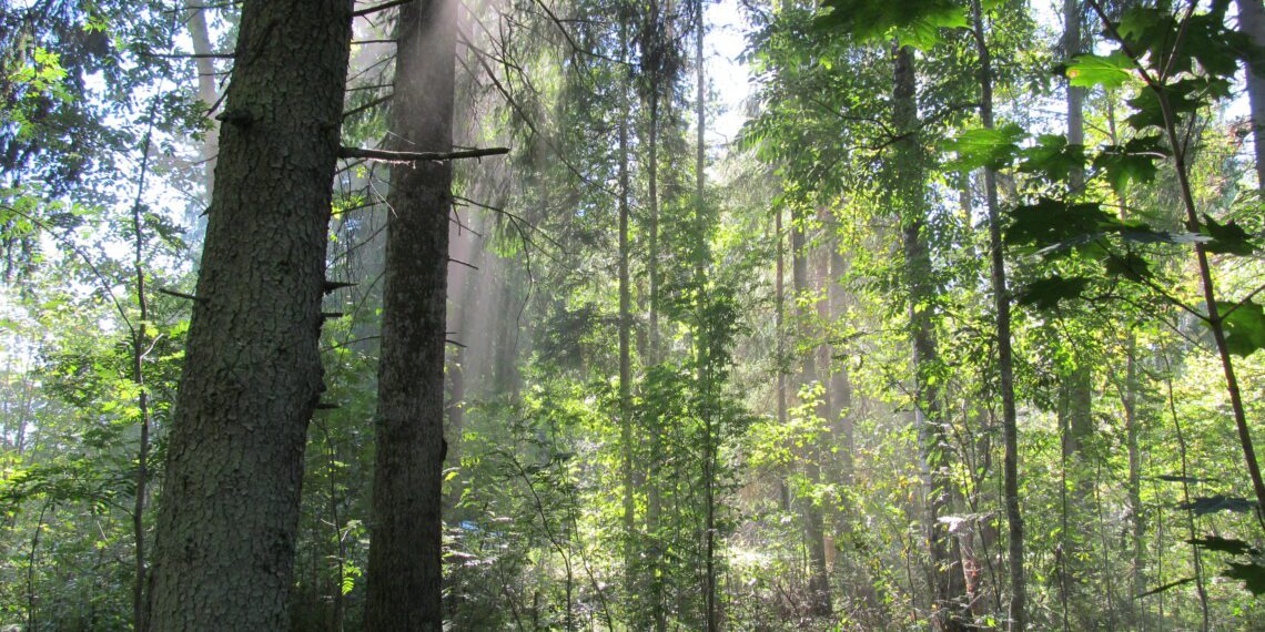Esmakordselt makstavat looduskaitseliste piirangute toetust sai 441 metsaomanikku. Foto: Erametsakeskus