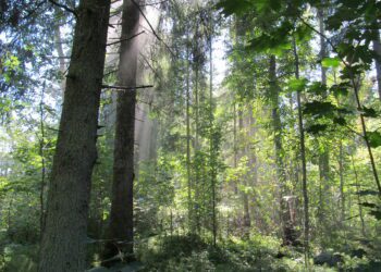 Esmakordselt makstavat looduskaitseliste piirangute toetust sai 441 metsaomanikku. Foto: Erametsakeskus