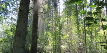 Eesti peab riikliku looduse taastamise kava Euroopa Komisjonile esitama 1. septembriks. Foto: Erametsakeskus