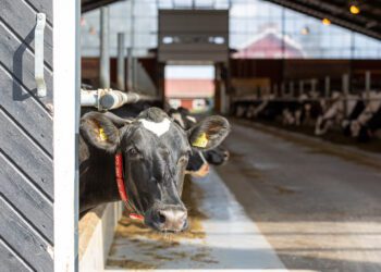 Linery. Lely. Lahendame tööjõuprobleemi lehmadele kasulikult