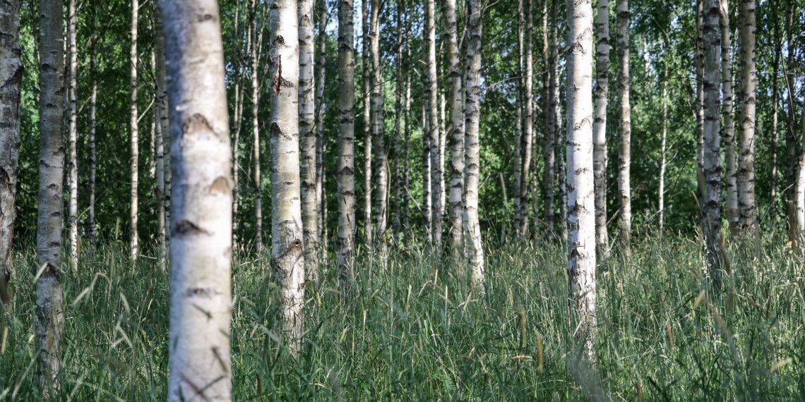 Maade metsastamine: vastuoluline, aga möödapääsmatu. Kaks kümnendit tagasi endisele põllumajandusmaale rajatud kaasikus on korrapäraselt tehtud hooldustöid ning kaasik on väga ilus, tootlik ja hea tervise juures. Foto: Metsaühistu