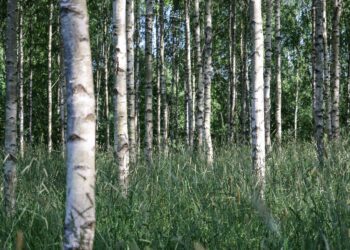 Maade metsastamine: vastuoluline, aga möödapääsmatu. Kaks kümnendit tagasi endisele põllumajandusmaale rajatud kaasikus on korrapäraselt tehtud hooldustöid ning kaasik on väga ilus, tootlik ja hea tervise juures. Foto: Metsaühistu