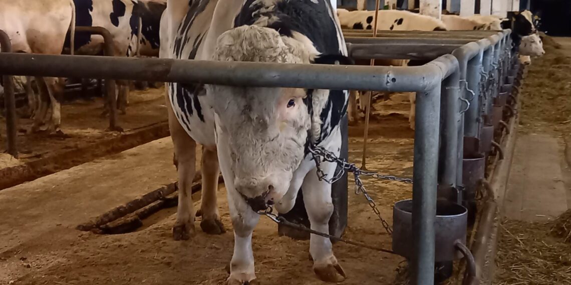 Eesti tõuloomakasvatajad laienevad uutele eksportturgudele. Keava Tõuaretusjaama pullilaudas on koos parimate tõuomadustega pullid. Foto: Juuli Nemvalts