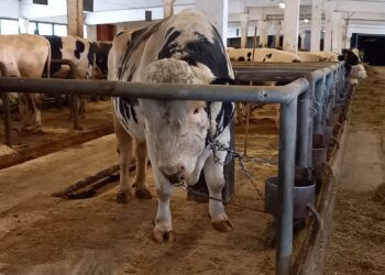 Eesti tõuloomakasvatajad laienevad uutele eksportturgudele. Keava Tõuaretusjaama pullilaudas on koos parimate tõuomadustega pullid. Foto: Juuli Nemvalts