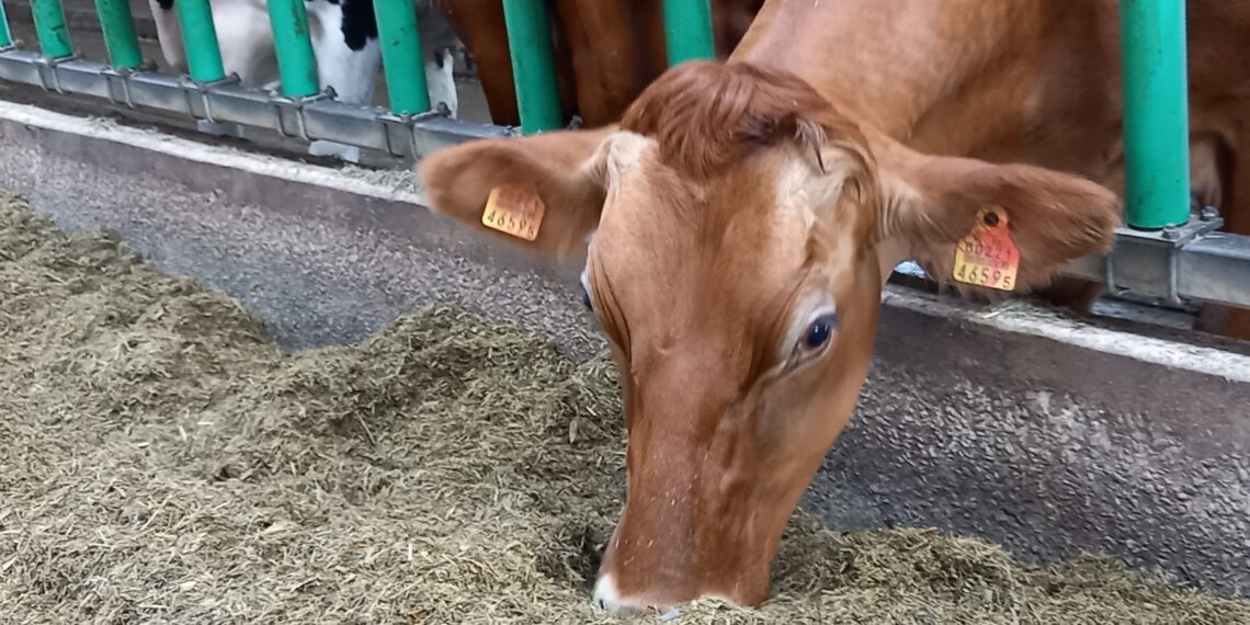 Silotootmise programm. Nopri talu. Foto: Juuli Nemvalts