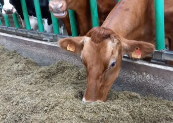 Silotootmise programm. Nopri talu. Foto: Juuli Nemvalts