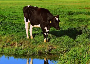 Loomade tervisele kloridasooni ja selle laguprodukte sisaldav vesi ohtu ei kujuta, sest loomad ei joo vett nii suures koguses, et see oleks tervisele ohtlik. Foto: Pixabay