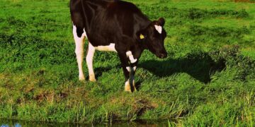 Loomade tervisele kloridasooni ja selle laguprodukte sisaldav vesi ohtu ei kujuta, sest loomad ei joo vett nii suures koguses, et see oleks tervisele ohtlik. Foto: Pixabay