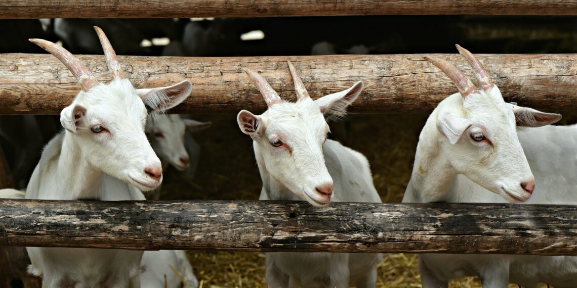 Loomakasvatuse otsetoetuste taotluste vastuvõtt on alanud. Kitsekasvatuse otsetoetust saab taotleda vähemalt kümne kitse kasvataja. Foto: Pixabay