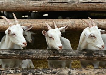 Loomakasvatuse otsetoetuste taotluste vastuvõtt on alanud. Kitsekasvatuse otsetoetust saab taotleda vähemalt kümne kitse kasvataja. Foto: Pixabay