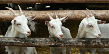 Loomakasvatuse otsetoetuste taotluste vastuvõtt on alanud. Kitsekasvatuse otsetoetust saab taotleda vähemalt kümne kitse kasvataja. Foto: Pixabay