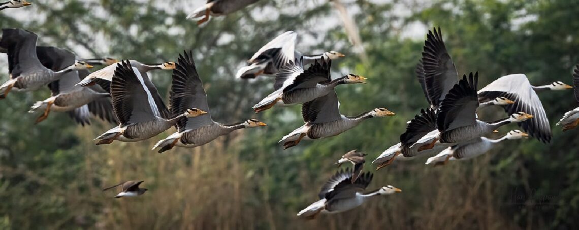 Anna linnukahjudest teada. Põllule maanduv haneparv suudab lühikese ajaga suurt kahju teha. Foto: Visualhunt/Hari K Patibanda