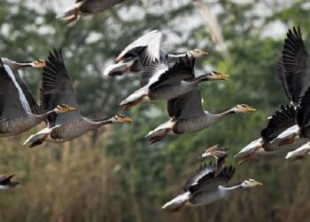 Anna linnukahjudest teada. Põllule maanduv haneparv suudab lühikese ajaga suurt kahju teha. Foto: Visualhunt/Hari K Patibanda