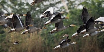 Haneliste küttimine on lubatud üksnes külvatud kultuuriga põllul. Foto: Visualhunt/Hari K Patibanda