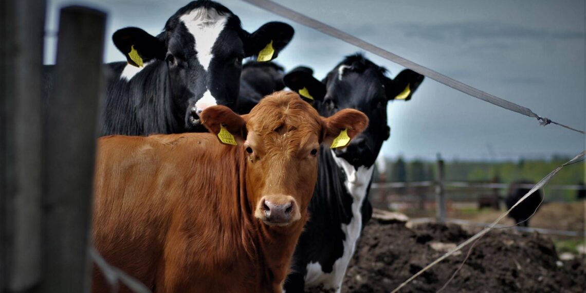 Loomapõhiseid otsetoetusi saab nüüdsest taotleda 2. märtsist 21. märtsini. Foto: erakogu