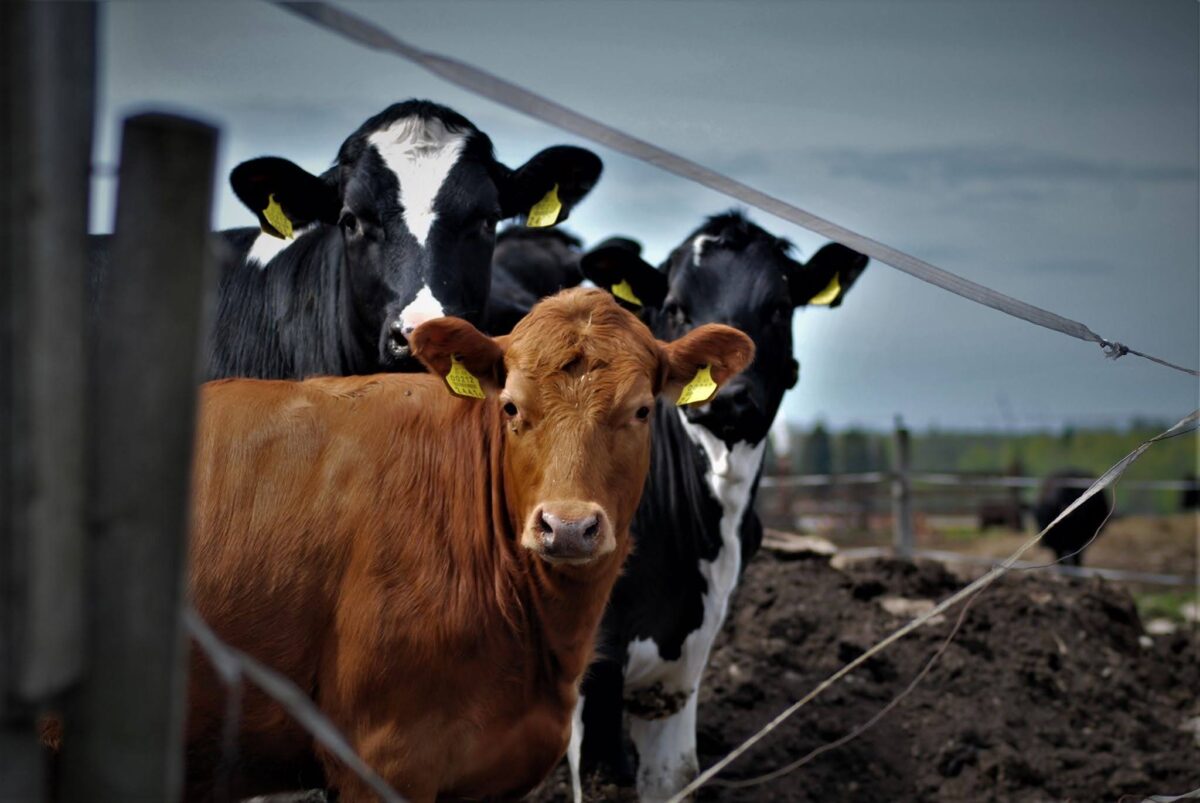 Maksimaalset piimatoodangut pole Paeväljal taga aetud, olulisemaks peetakse kõrget valgu- ja rasvaprotsenti. Foto: erakogu