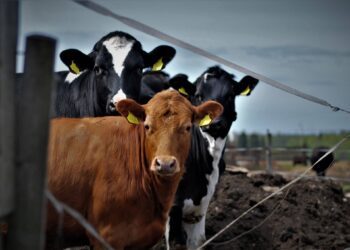 Loomapõhiseid otsetoetusi saab nüüdsest taotleda 2. märtsist 21. märtsini. Foto: erakogu