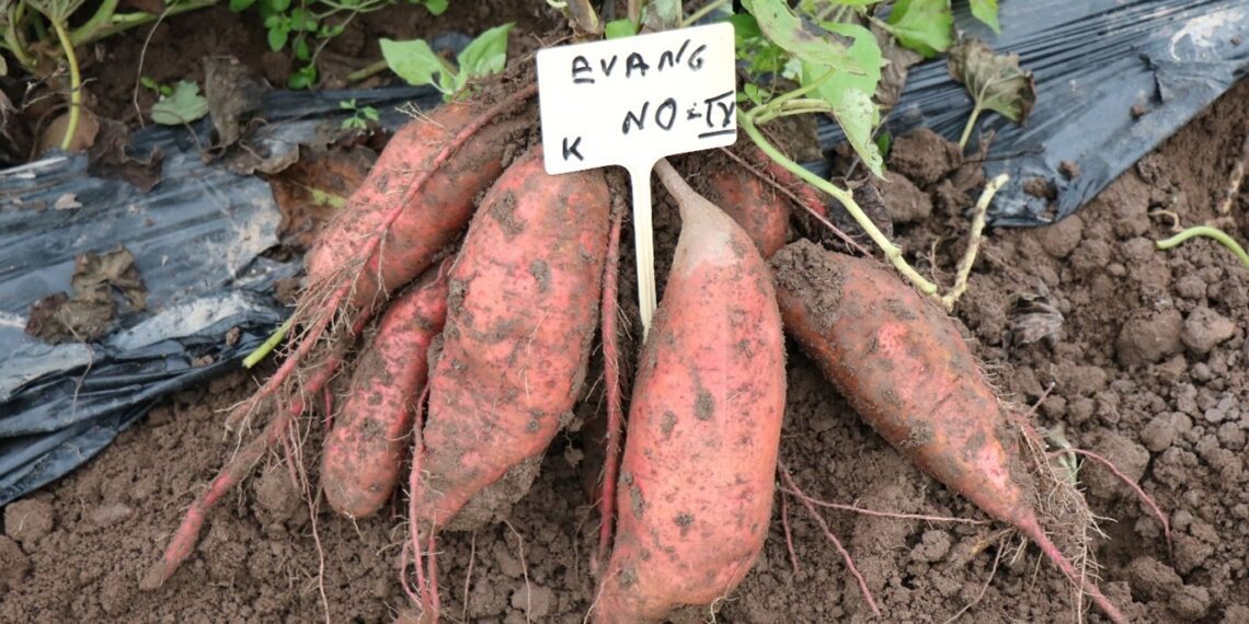 Bataadikasvatus Eesti Maaülikooli Eerika katsepõllul. Bataat. Foto: Eve Runno-Paurson