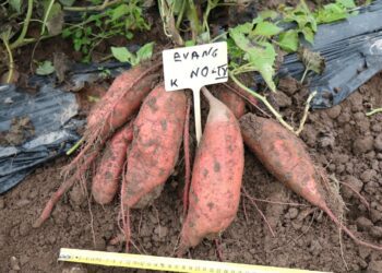 Bataadikasvatus Eesti Maaülikooli Eerika katsepõllul. Bataat. Foto: Eve Runno-Paurson