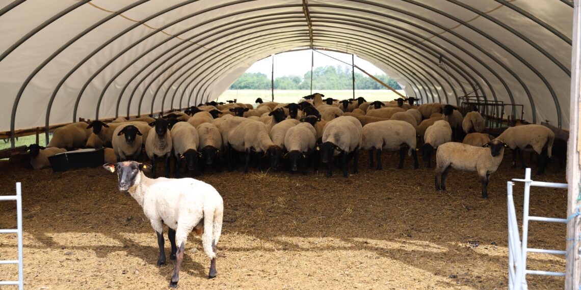 2. märtsil algab PRIAs loomakasvatuse otsetoetuste taotluste vastuvõtt. Foto: Andres Kärssin