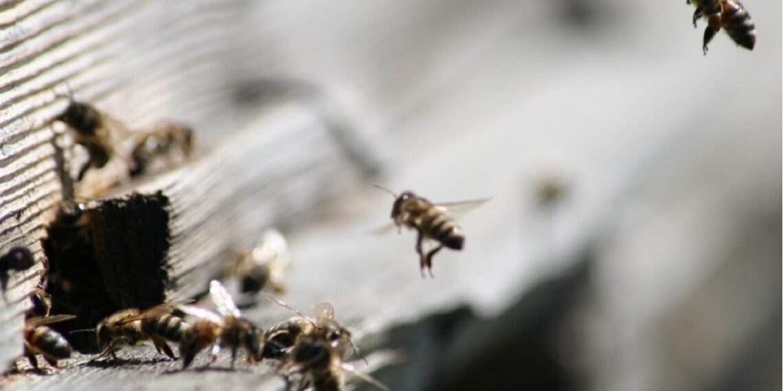 1. mail algab PRIAs mesilaspere toetuse taotluste vastuvõtt. Foto: Pixabay