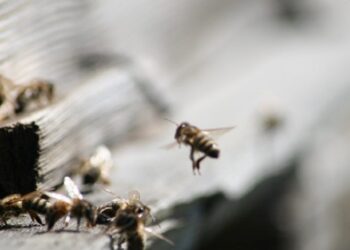 1. mail algab PRIAs mesilaspere toetuse taotluste vastuvõtt. Foto: Pixabay