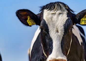 Taluliit: Eesti loomakasvatust ähvardab suures mahus söödapuudus. Foto: Pixabay