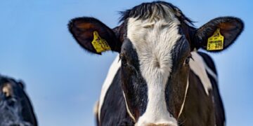 Taluliit: Eesti loomakasvatust ähvardab suures mahus söödapuudus. Foto: Pixabay