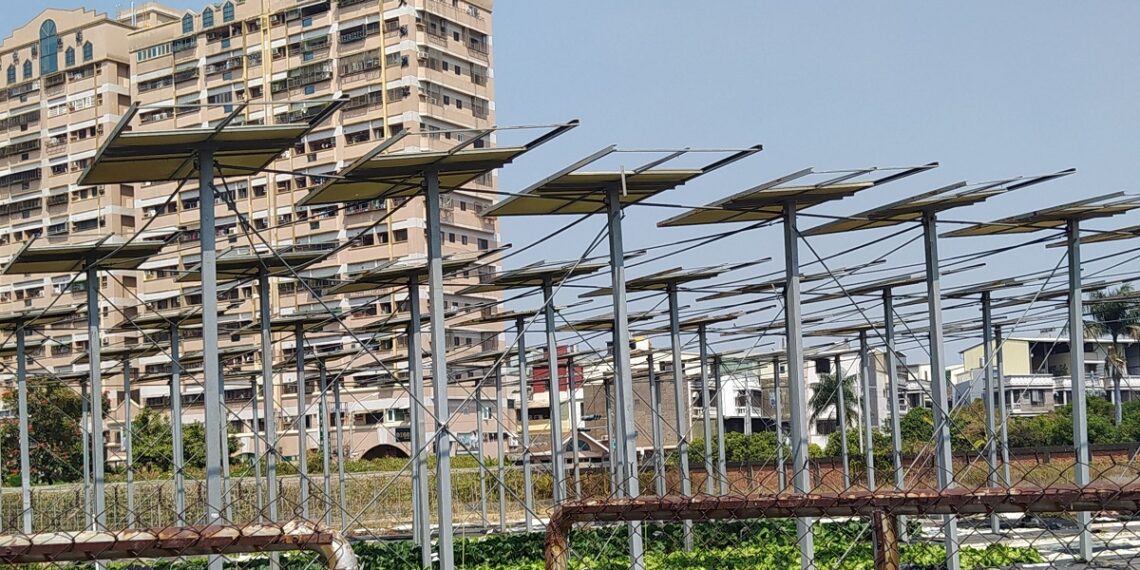 Taiwanis osatakse arendada nutikat köögiviljakasvatust. Troopilises kliimas on oluline kaitsta taimi otsese päikesekiirguse eest. Selleks kasutatakse varjutamist. Foto: Margit Olle