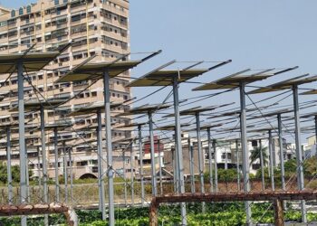 Taiwanis osatakse arendada nutikat köögiviljakasvatust. Troopilises kliimas on oluline kaitsta taimi otsese päikesekiirguse eest. Selleks kasutatakse varjutamist. Foto: Margit Olle