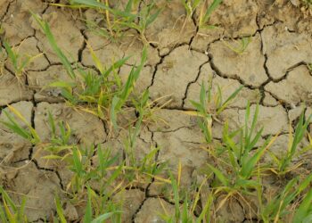 Põuaabi ootel. Foto: Shutterstock