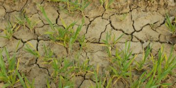 Põuaabi ootel. Foto: Shutterstock